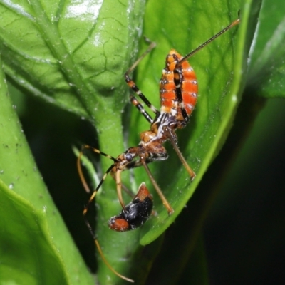 Pristhesancus plagipennis (Common Assassin Bug, Bee Killer Assassin Bug) at Wellington Point, QLD - 26 Jan 2023 by TimL