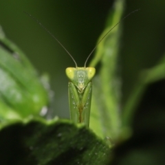 Orthodera (genus) at Wellington Point, QLD - 22 Jan 2023 by TimL