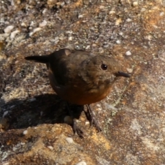 Origma solitaria (Rockwarbler) at Hill Top, NSW - 24 Jan 2023 by Curiosity