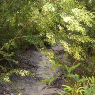 Acacia linifolia (White Wattle) at Hill Top, NSW - 24 Jan 2023 by Curiosity