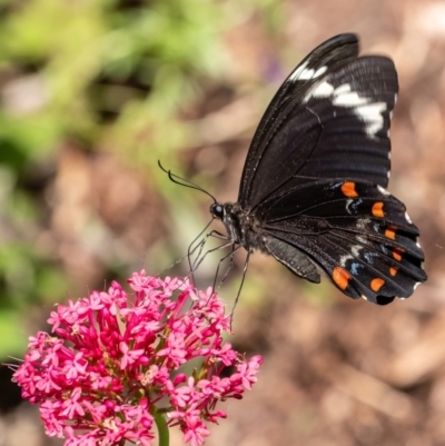 Papilio aegeus (Orchard Swallowtail, Large Citrus Butterfly) at Penrose, NSW - 23 Jan 2023 by Aussiegall