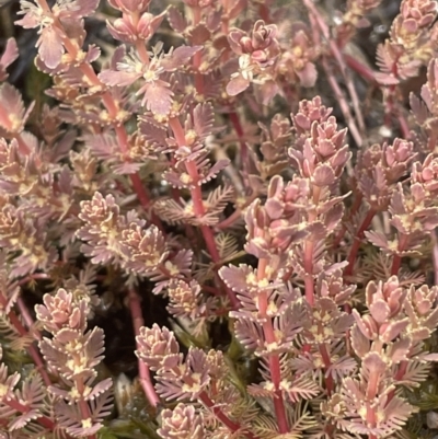 Myriophyllum verrucosum (Red Water-milfoil) at Tennent, ACT - 26 Jan 2023 by JaneR