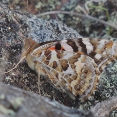 Vanessa kershawi (Australian Painted Lady) at Theodore, ACT - 15 Oct 2022 by michaelb