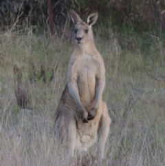 Macropus giganteus (Eastern Grey Kangaroo) at Melrose - 15 Oct 2022 by michaelb