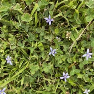 Isotoma fluviatilis subsp. australis at Canberra, ACT - 27 Jan 2023