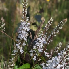 Veronica derwentiana subsp. maideniana at Nurenmerenmong, NSW - 11 Jan 2023 10:03 AM