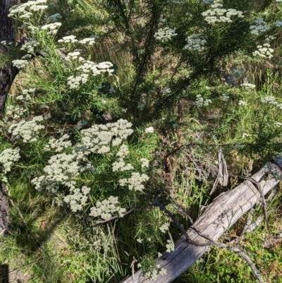 Cassinia aculeata subsp. aculeata (Dolly Bush, Common Cassinia, Dogwood) at Nurenmerenmong, NSW - 11 Jan 2023 by Marchien