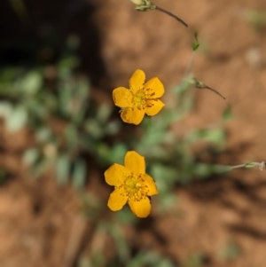 Hypericum gramineum at Nurenmerenmong, NSW - 11 Jan 2023