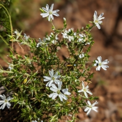 Stellaria pungens (Prickly Starwort) at Nurenmerenmong, NSW - 10 Jan 2023 by Marchien