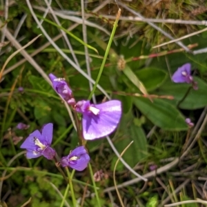 Utricularia dichotoma at Nurenmerenmong, NSW - 10 Jan 2023 04:27 PM