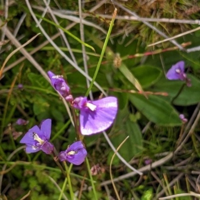 Utricularia dichotoma (Fairy Aprons, Purple Bladderwort) at Nurenmerenmong, NSW - 10 Jan 2023 by Marchien