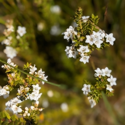 Epacris breviflora (Drumstick Heath) at Nurenmerenmong, NSW - 10 Jan 2023 by Marchien