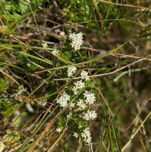 Asperula gunnii at Nurenmerenmong, NSW - 10 Jan 2023