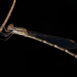 Austrolestes leda at Downer, ACT - 26 Jan 2023 08:47 AM