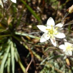 Thelionema umbellatum at Tinderry, NSW - 25 Jan 2023