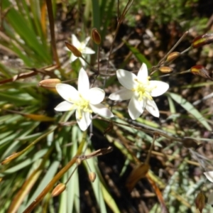 Thelionema umbellatum at Tinderry, NSW - 25 Jan 2023