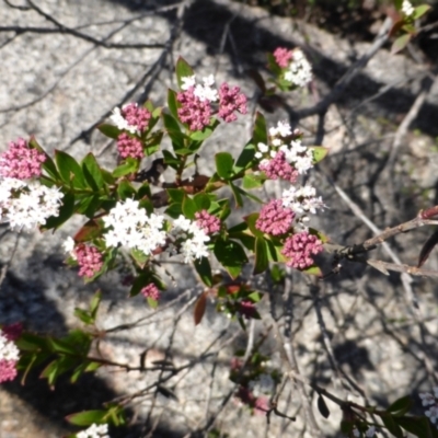 Platysace lanceolata (Shrubby Platysace) at Tinderry, NSW - 25 Jan 2023 by LPadg