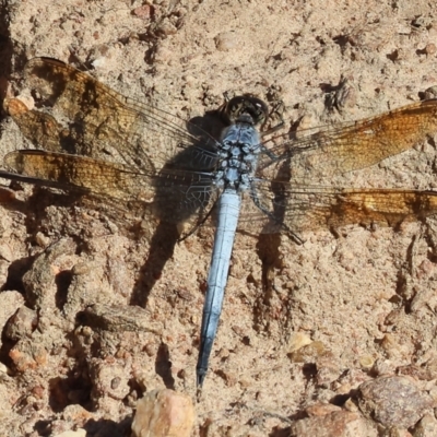 Orthetrum caledonicum (Blue Skimmer) at West Wodonga, VIC - 26 Jan 2023 by KylieWaldon