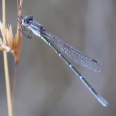 Austrolestes leda (Wandering Ringtail) at West Wodonga, VIC - 26 Jan 2023 by KylieWaldon