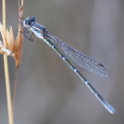 Austrolestes leda (Wandering Ringtail) at West Wodonga, VIC - 26 Jan 2023 by KylieWaldon