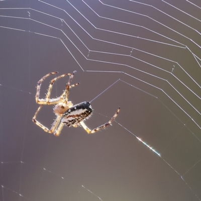 Plebs bradleyi (Enamelled spider) at West Wodonga, VIC - 26 Jan 2023 by KylieWaldon