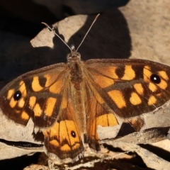 Geitoneura klugii (Marbled Xenica) at West Wodonga, VIC - 26 Jan 2023 by KylieWaldon