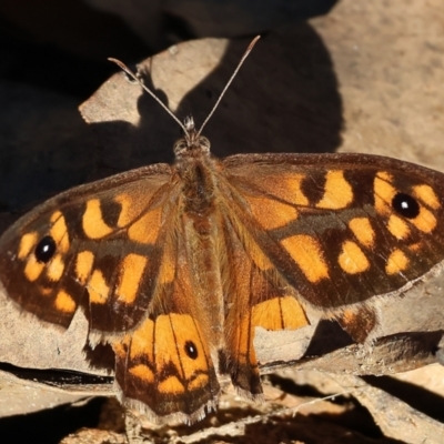 Geitoneura klugii (Marbled Xenica) at West Wodonga, VIC - 27 Jan 2023 by KylieWaldon