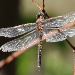 Hemicordulia tau (Tau Emerald) at West Wodonga, VIC - 26 Jan 2023 by KylieWaldon