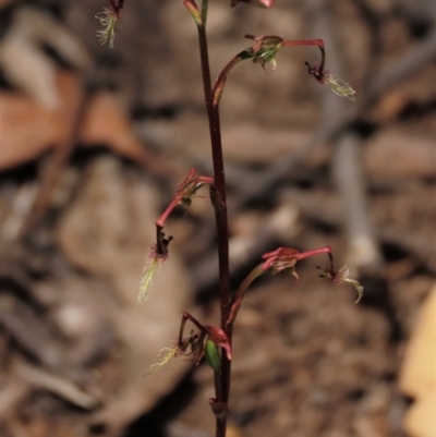 Thynninorchis huntianus (Common Elbow Orchid) at Krawarree, NSW - 21 Jan 2023 by AndyRoo