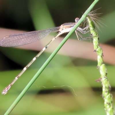 Austrolestes leda (Wandering Ringtail) at West Wodonga, VIC - 26 Jan 2023 by KylieWaldon