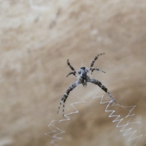 Novakiella trituberculosa at Belconnen, ACT - 26 Jan 2023 03:48 PM