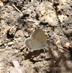 Zizina otis (Common Grass-Blue) at Belconnen, ACT - 26 Jan 2023 by jgiacon