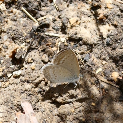 Zizina otis (Common Grass-Blue) at Belconnen, ACT - 26 Jan 2023 by JohnGiacon