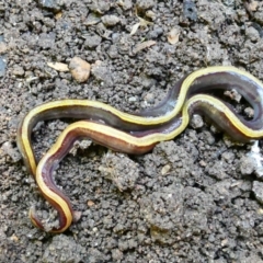 Caenoplana bicolor (Two-tone Planarian) at Emu Creek - 26 Jan 2023 by jgiacon