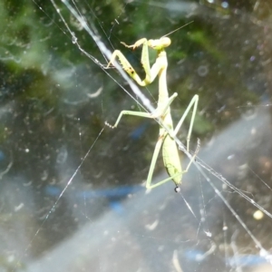 Pseudomantis albofimbriata at Belconnen, ACT - 26 Jan 2023 11:46 AM