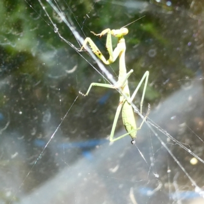 Pseudomantis albofimbriata (False garden mantis) at Emu Creek - 26 Jan 2023 by jgiacon