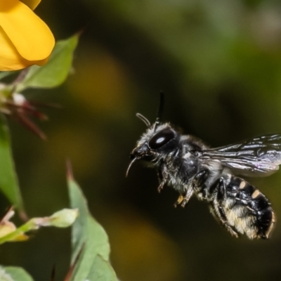 Megachile leucopyga at Acton, ACT - 27 Jan 2023 by Roger