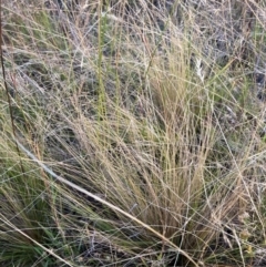 Nassella trichotoma (Serrated Tussock) at Watson, ACT - 26 Jan 2023 by waltraud