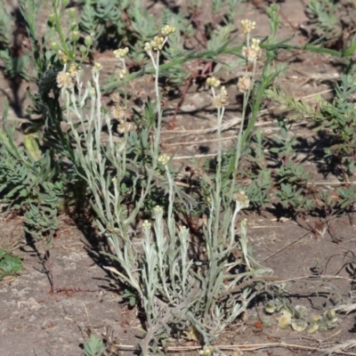 Pseudognaphalium luteoalbum (Jersey Cudweed) at West Wodonga, VIC - 26 Jan 2023 by KylieWaldon