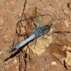 Orthetrum caledonicum (Blue Skimmer) at West Wodonga, VIC - 26 Jan 2023 by KylieWaldon