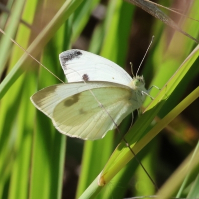 Pieris rapae (Cabbage White) at West Wodonga, VIC - 26 Jan 2023 by KylieWaldon