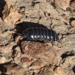 Armadillidium vulgare (Slater bug, woodlouse, pill bug, roley poley) at West Wodonga, VIC - 26 Jan 2023 by KylieWaldon