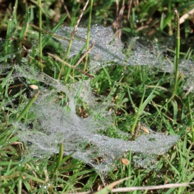 Linyphiidae (family) (Money spider or Sheet-web spider) at West Wodonga, VIC - 27 Jan 2023 by KylieWaldon