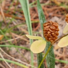 Trifolium campestre (Hop Clover) at Isaacs, ACT - 27 Jan 2023 by Mike