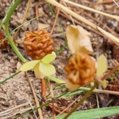 Trifolium campestre at Isaacs, ACT - 27 Jan 2023