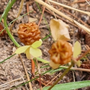 Trifolium campestre at Isaacs, ACT - 27 Jan 2023 03:49 PM