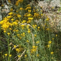 Chrysocephalum semipapposum (Clustered Everlasting) at Isaacs, ACT - 27 Jan 2023 by Mike