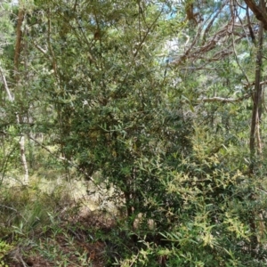 Olea europaea subsp. cuspidata at Isaacs, ACT - 27 Jan 2023