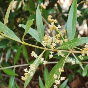 Olea europaea subsp. cuspidata at Isaacs, ACT - 27 Jan 2023