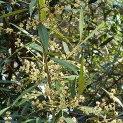 Olea europaea subsp. cuspidata at Isaacs, ACT - 27 Jan 2023